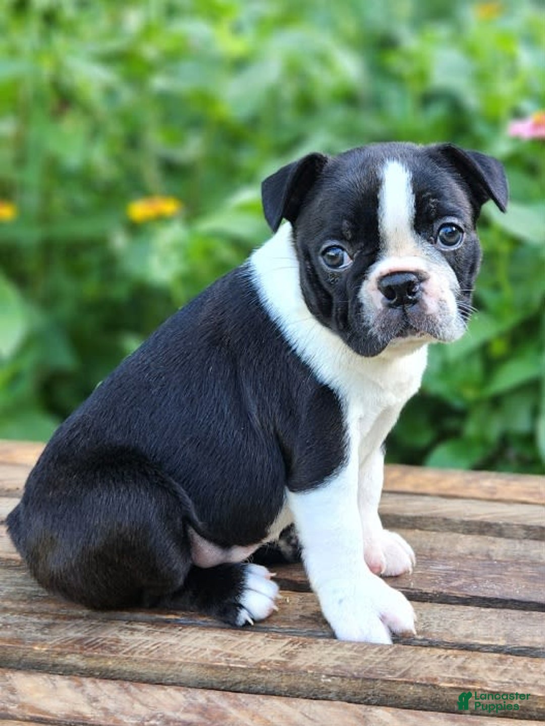 Boston Terrier dogs for sale: Coffee - Image 3