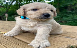 Labradoodle dogs for sale: Maxwell - Image 13