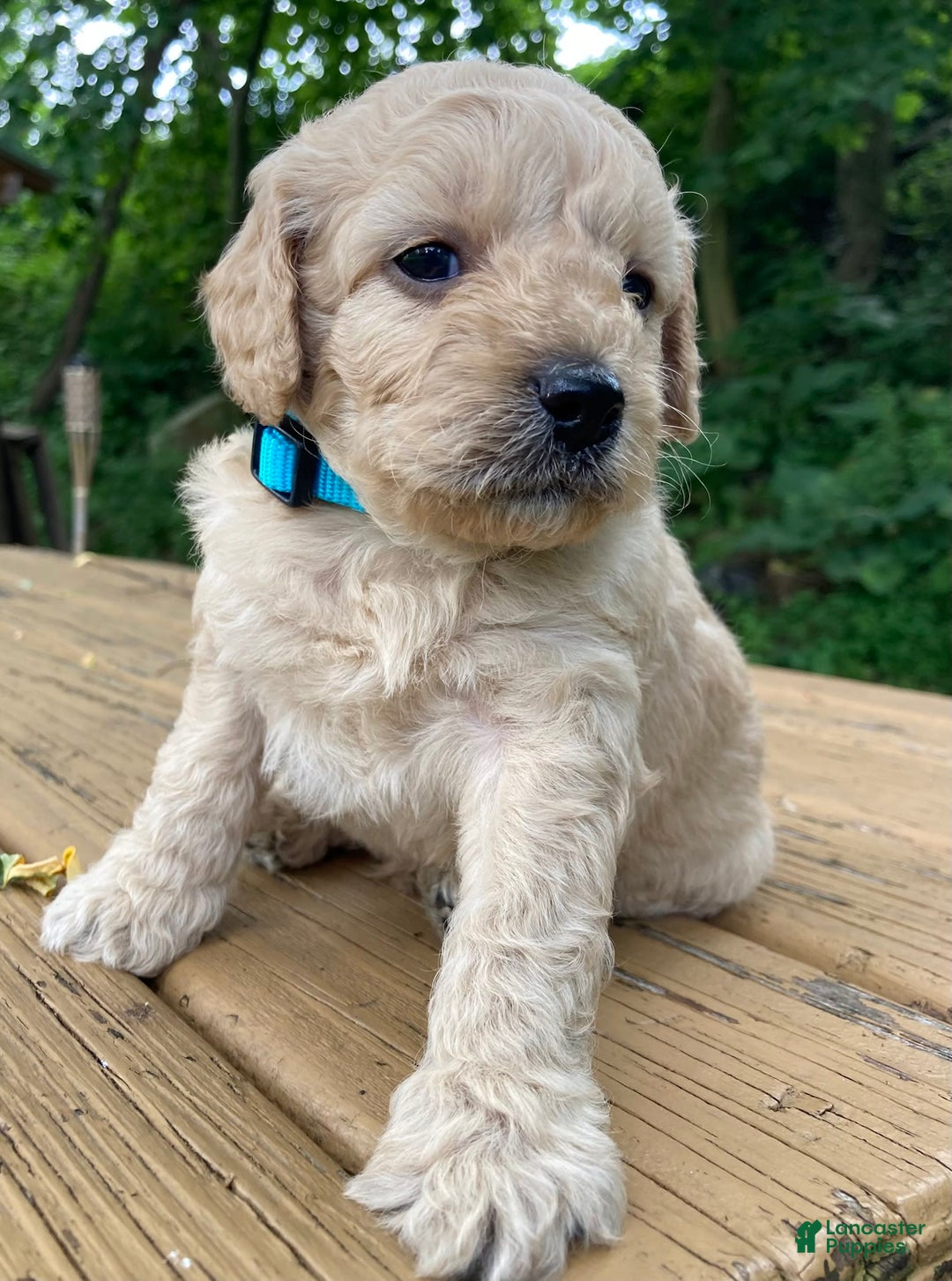 Labradoodle dogs for sale: Maxwell - Image 13