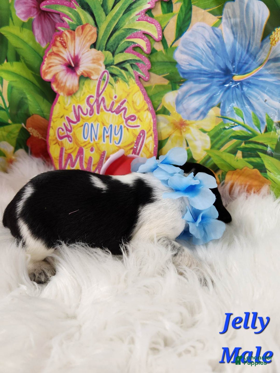 English Springer Spaniel dogs for sale: Jelly - Image 4