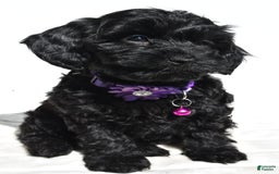 Cockapoo dogs for sale: Sasha - Image 3