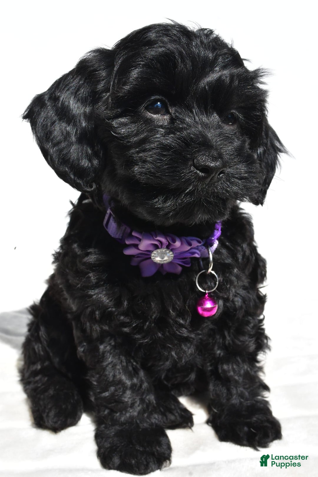 Cockapoo dogs for sale: Sasha - Image 3