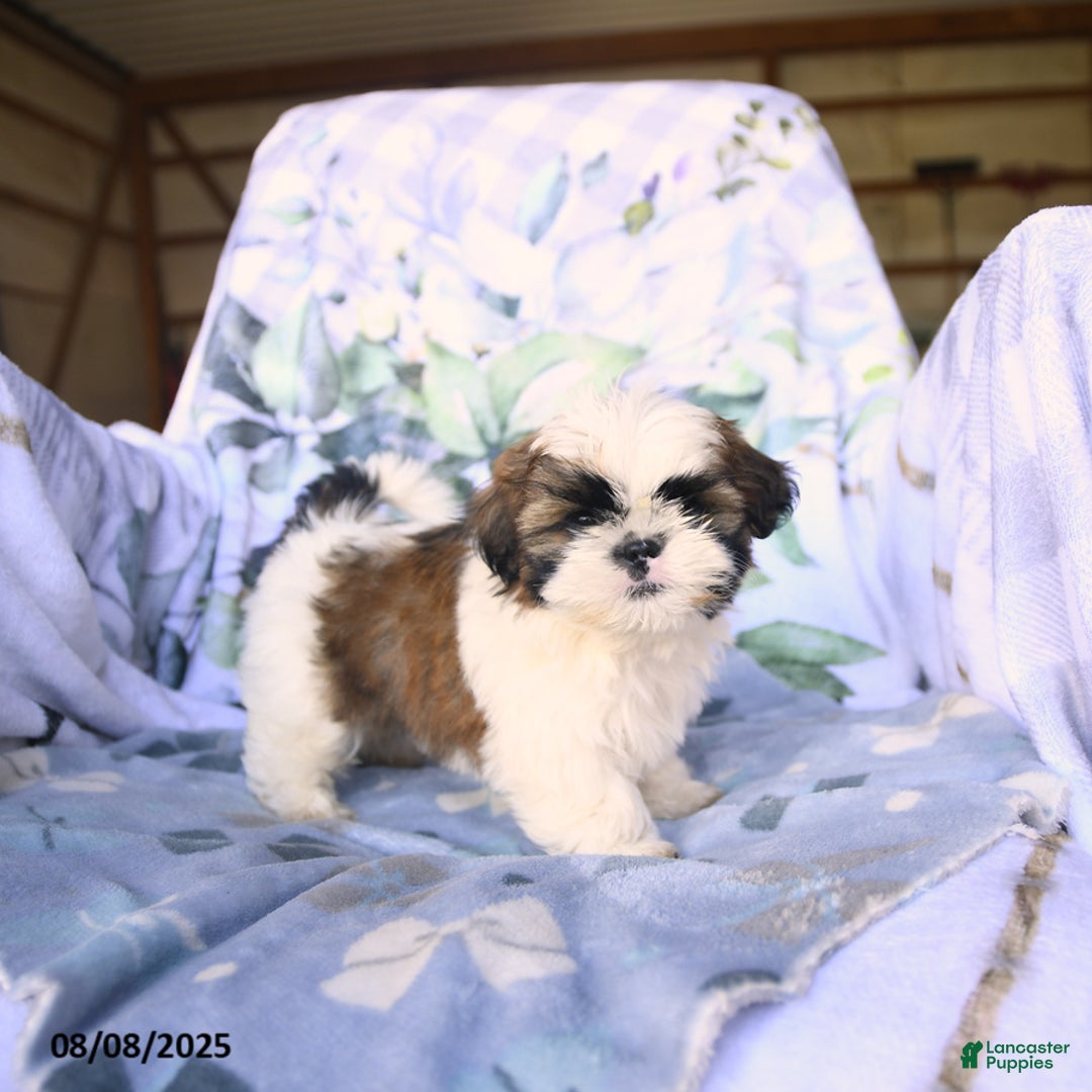 Shih Tzu dogs for sale: King - Image 1