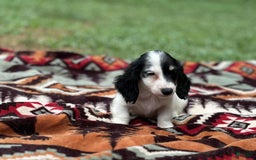 Miniature Dachshund dogs for sale: Half and half - Image 3