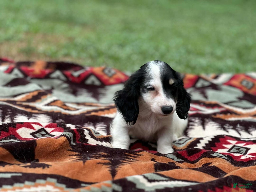 Miniature Dachshund dogs for sale: Half and half - Image 3
