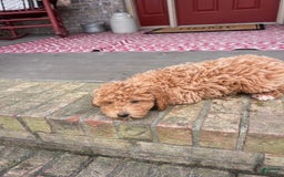  dogs for sale: Disney - Image 5