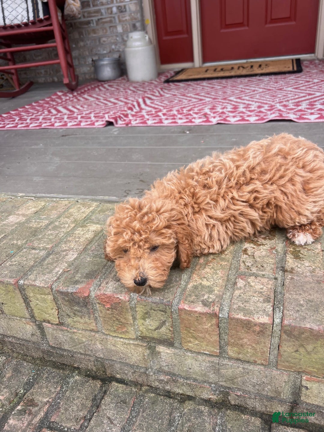  dogs for sale: Disney - Image 5
