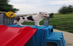 Pomsky dogs for sale: Luka Miles - Image 2