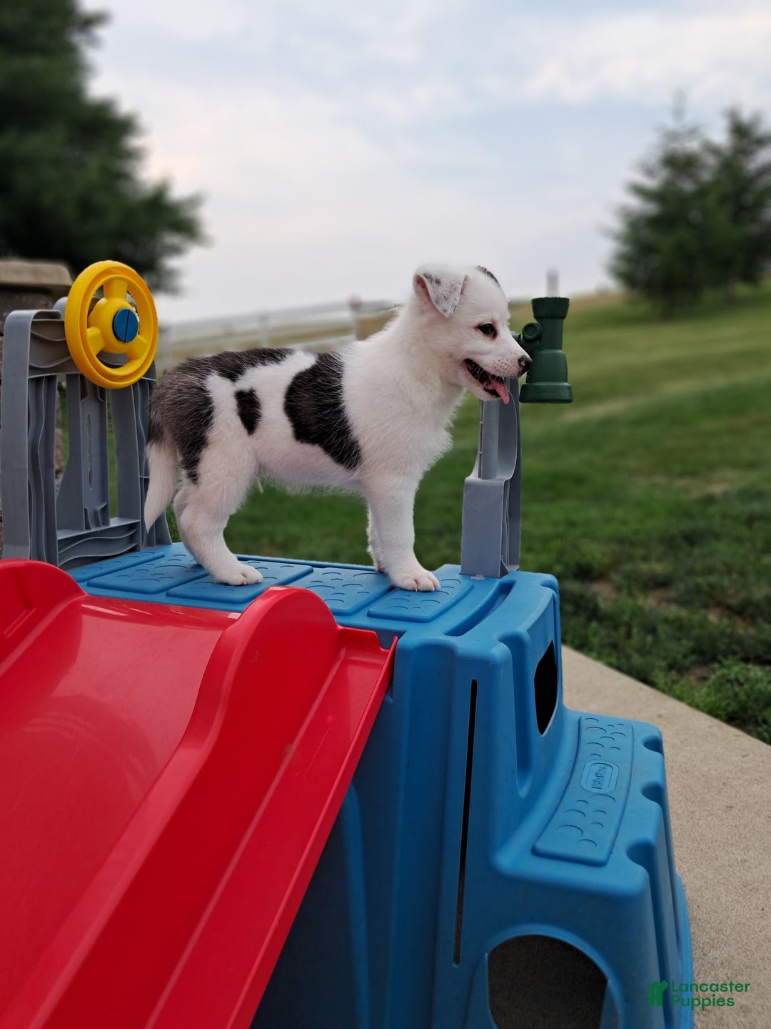 Pomsky dogs for sale: Luka Miles - Image 2
