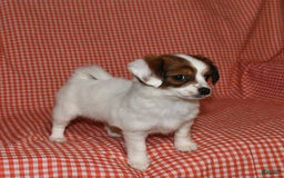 Havanese dogs for sale: Bessy - Image 2