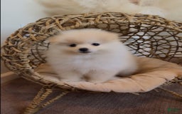 Pomeranian dogs for sale: Bella - Image 2
