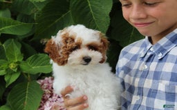 Miniature Poodle dogs for sale: Lily - Image 33