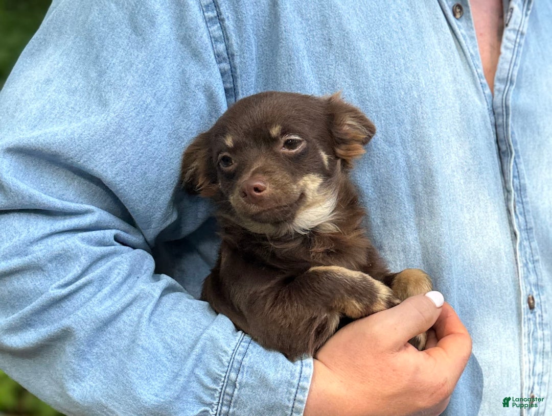 Chihuahua dogs for sale: Hershey - Image 7