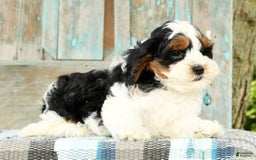 Cavapoo dogs for sale: Knight - Image 6