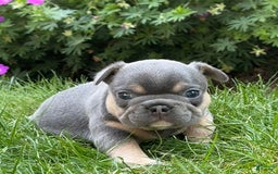 French Bulldog dogs for sale: Honey - Image 5