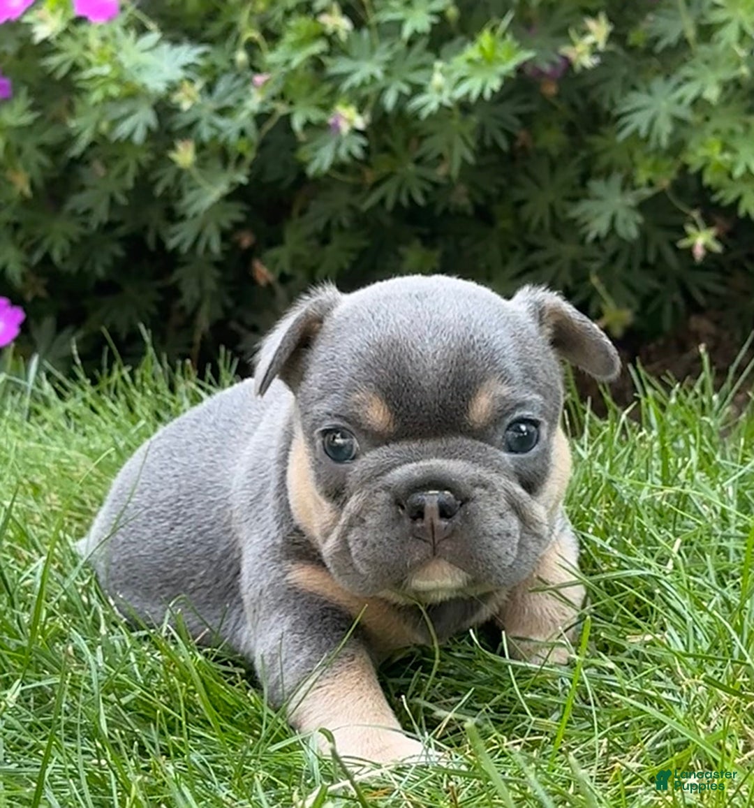 French Bulldog dogs for sale: Honey - Image 5