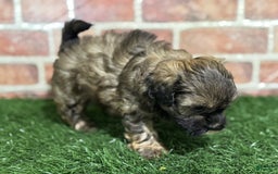 Shihpoo dogs for sale: Peanut - Image 2