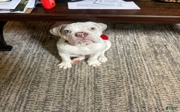 English Bulldog dogs for sale: Bowser - Image 2