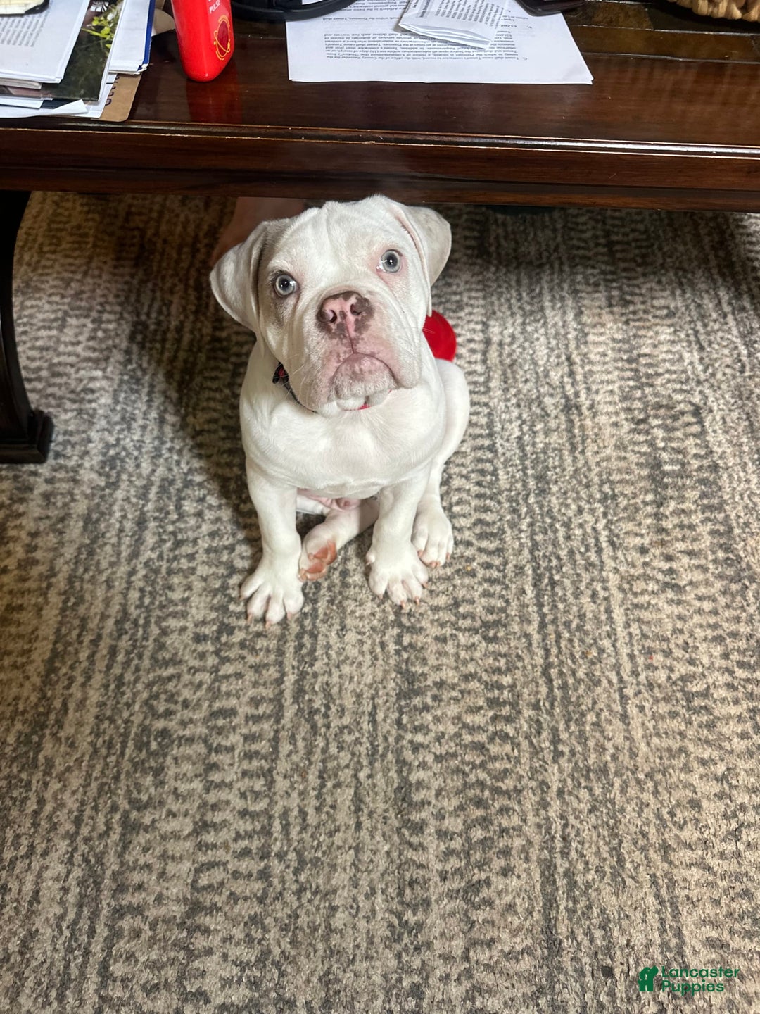 English Bulldog dogs for sale: Bowser - Image 2