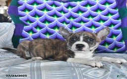 Boston Terrier dogs for sale: Blitzen - Image 1