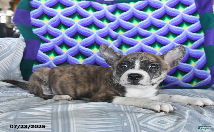 Boston Terrier dogs for sale - Ad 2