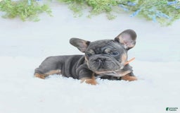 French Bulldog dogs for sale: Dory - Image 2