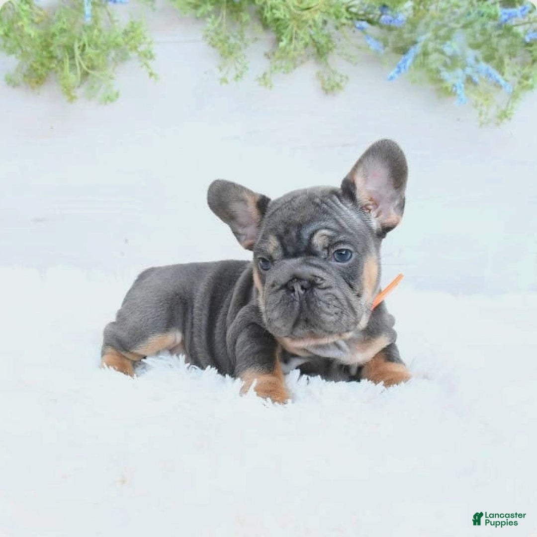 French Bulldog dogs for sale: Dory - Image 2
