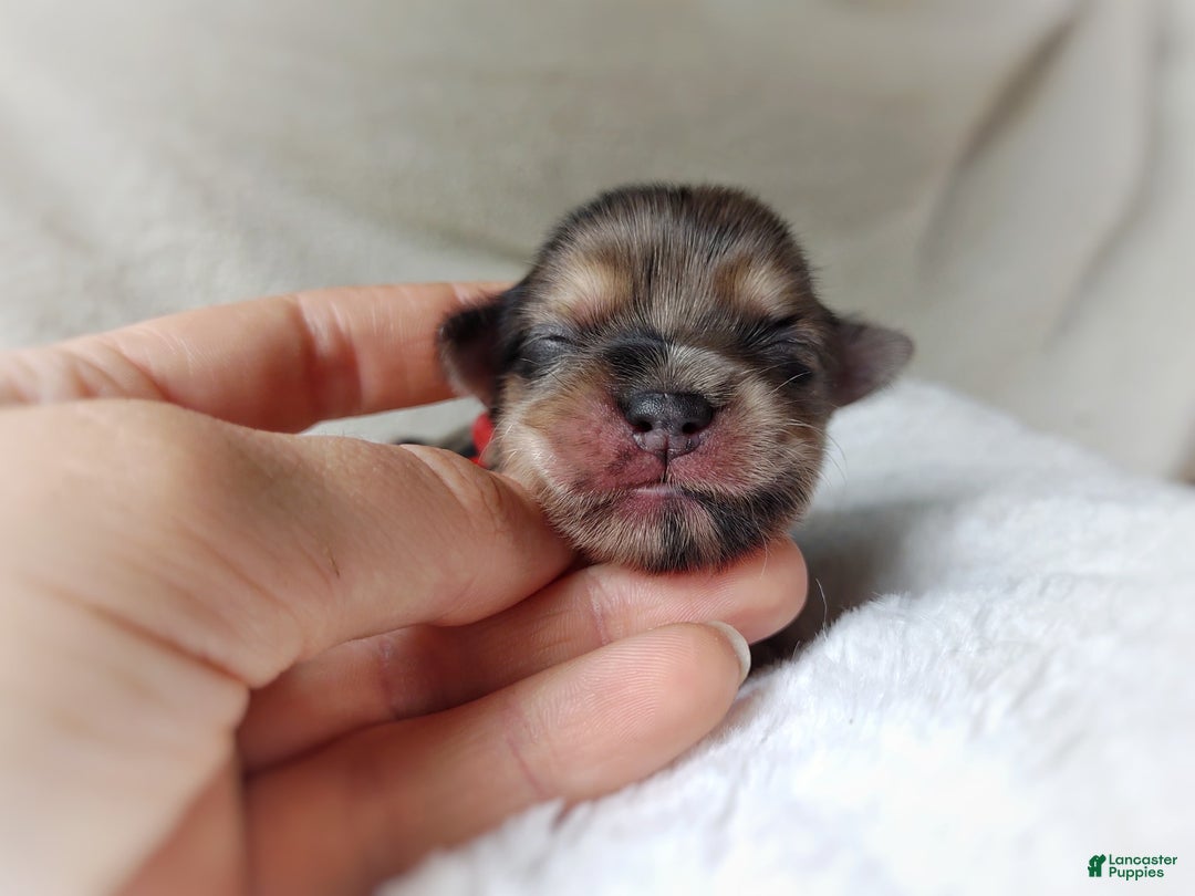 Morkie dogs for sale: Rare Merle Butterfly - Image 15