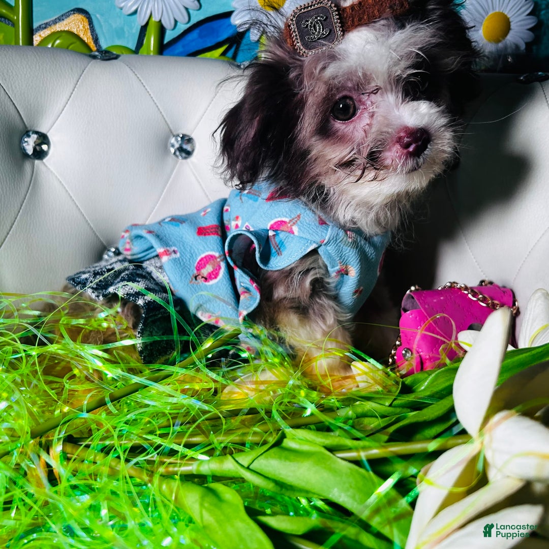 Chipoo dogs for sale: 🍯 Honey B - Image 4