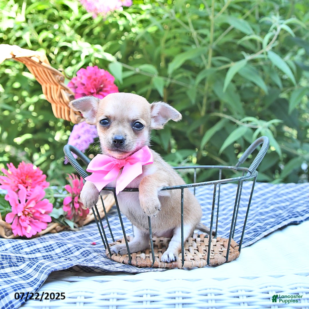 Chihuahua dogs for sale: Kelly - Image 5