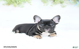 French Bulldog dogs for sale: Tammie - Image 1