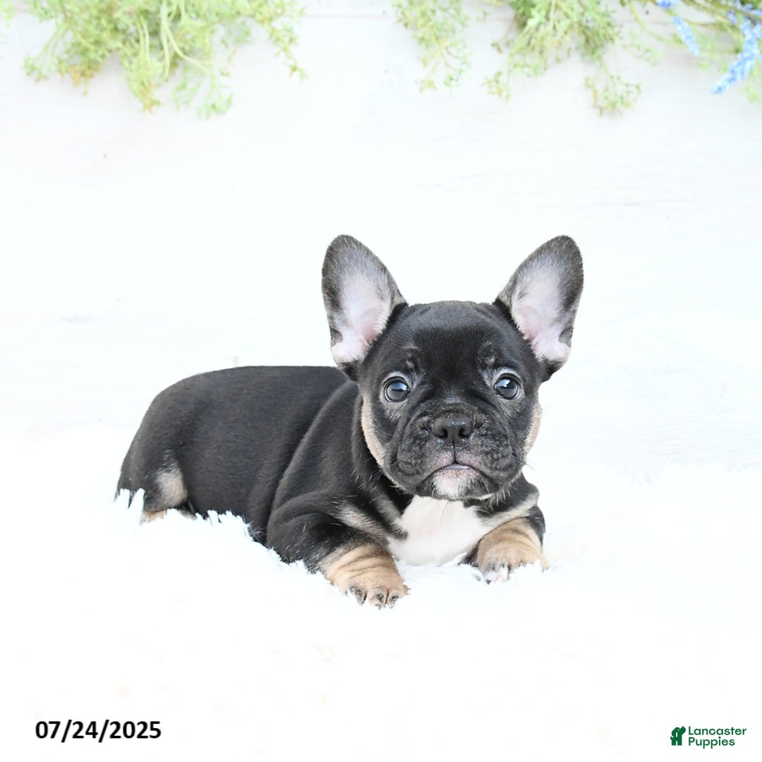 French Bulldog dogs for sale: Tammie - Image 1