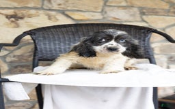 Cocker Spaniel dogs for sale: Mickey - Image 1