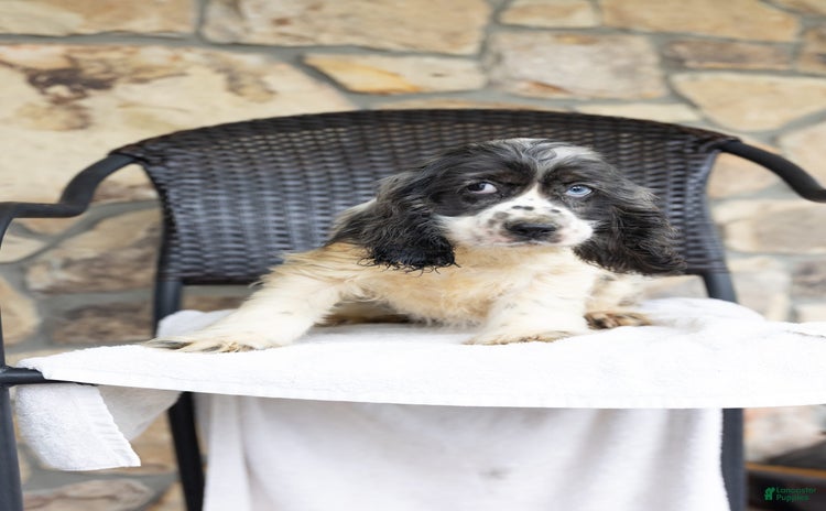 Cocker Spaniel dogs for sale - Ad 2