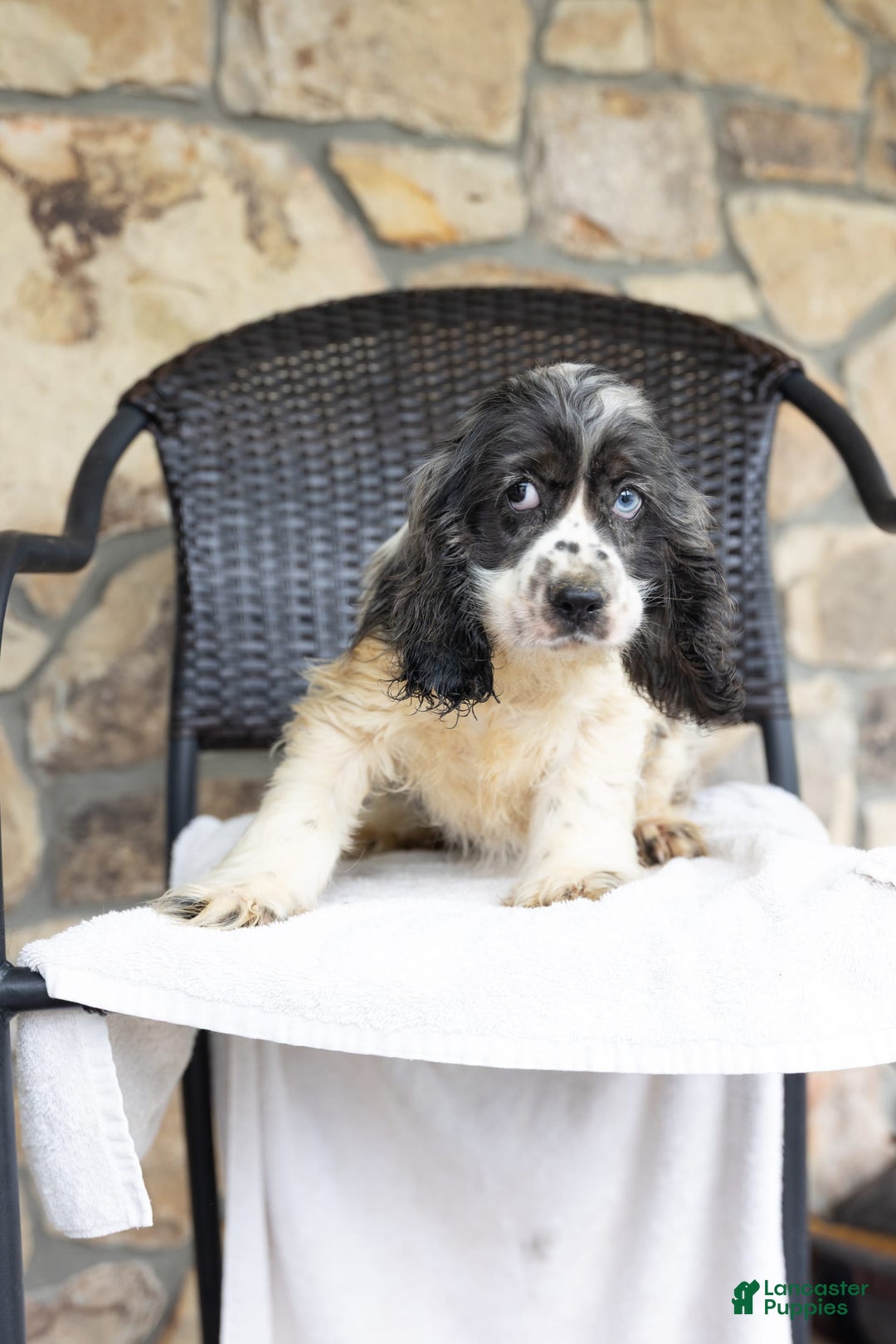 Cocker Spaniel dogs for sale: Mickey - Image 1