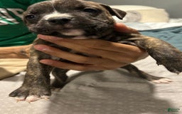 Mountain Cur dogs for sale: Luna - Image 2
