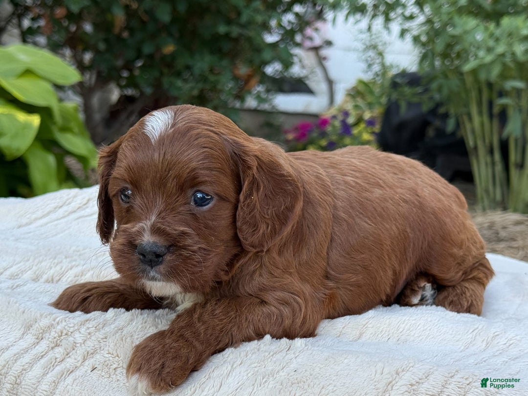 Cavapoo dogs for sale: Lincoln - Image 19