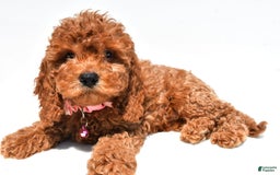 Cockapoo dogs for sale: Liza - Image 5