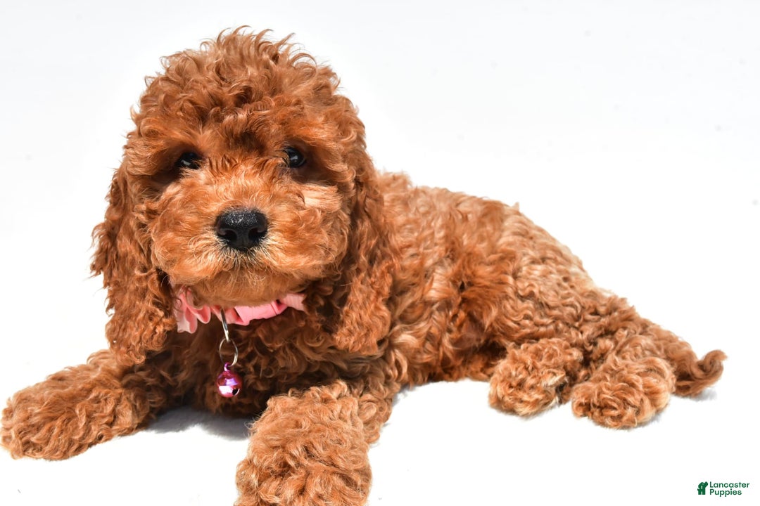 Cockapoo dogs for sale: Liza - Image 5