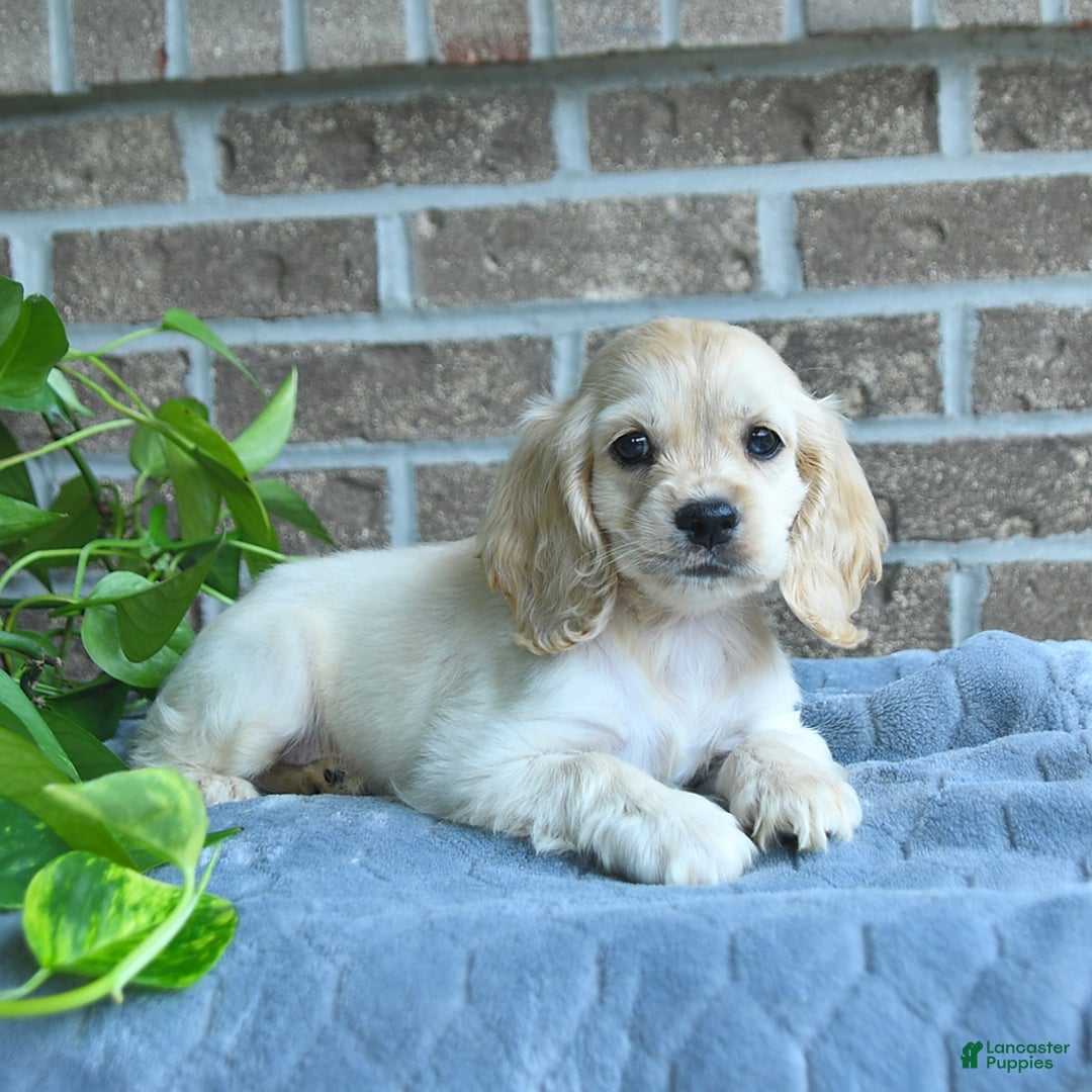 Cocker Spaniel dogs for sale: Jip - Image 2