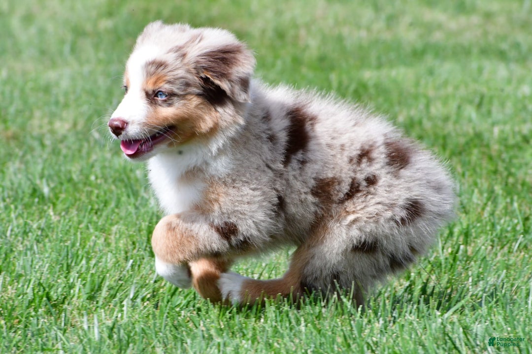 Australian Shepherd dogs for sale: Penny - Image 10