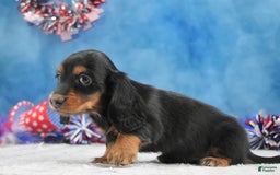 Miniature Dachshund dogs for sale: Black and tan Russian - Image 7