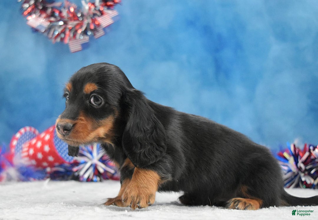 Miniature Dachshund dogs for sale: Black and tan Russian - Image 7