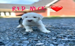 Old English Sheepdog dogs for sale: Red Neck - Image 1