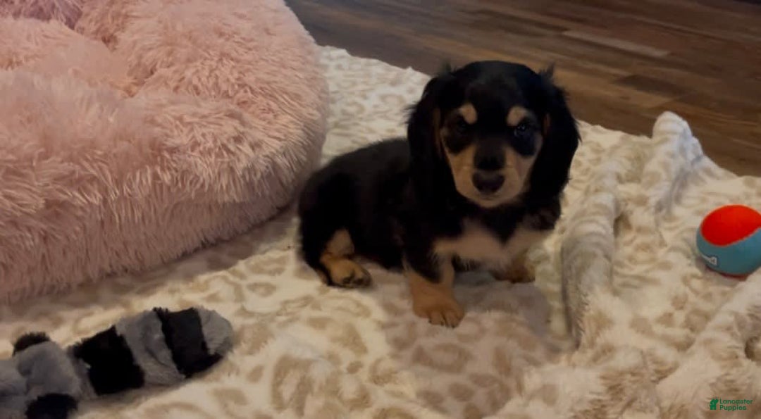 Miniature Dachshund dogs for sale: Akc Larry - Image 3