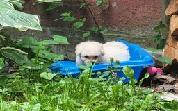 Bichpoo dogs for sale: Tatiana - Image 8