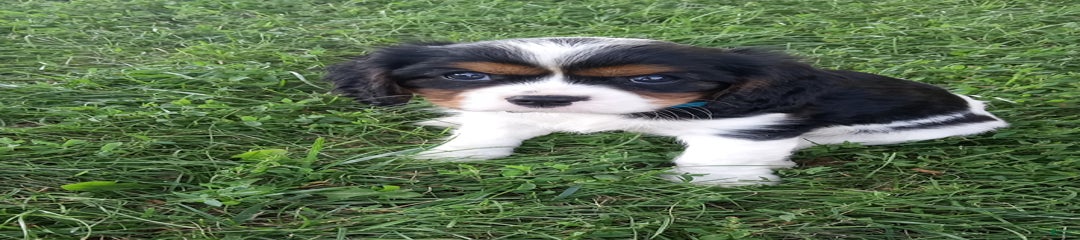 Charlie