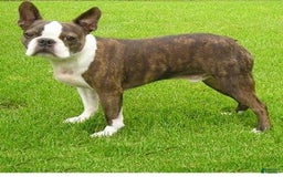 Boston Terrier dogs for sale: Walter - Image 1