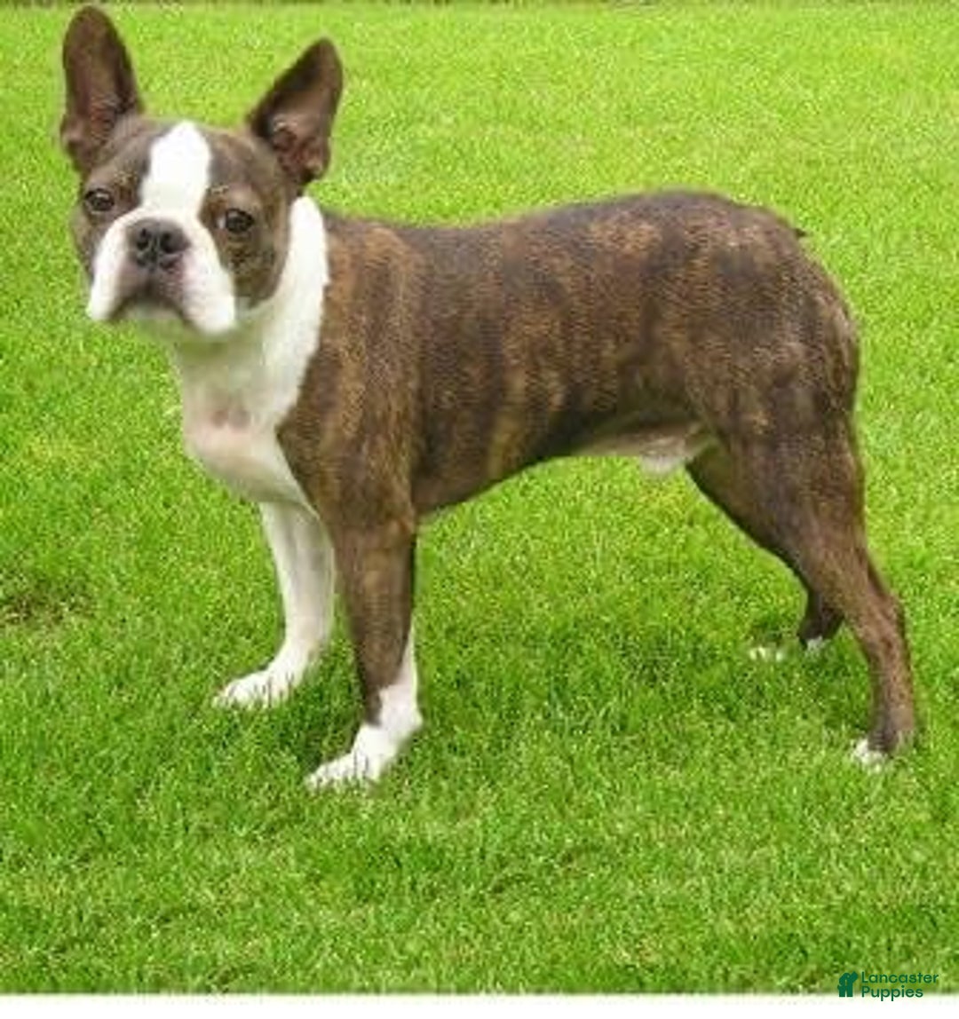 Boston Terrier dogs for sale: Walter - Image 1