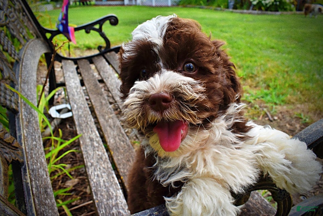 Havapoo dogs for sale: Dash - Image 9